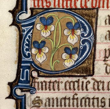 P - Pansies Clermont ferrand MS